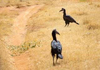 Abyssinian Ground Hornbills