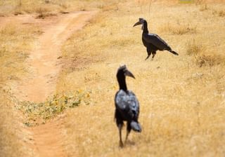 Abyssinian Ground Hornbills Abyssinian Ground Hornbills