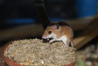 Affican Pygmy Mouse Affican Pygmy Mouse