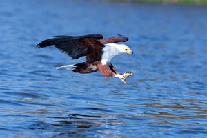 African Fish Eagle 8