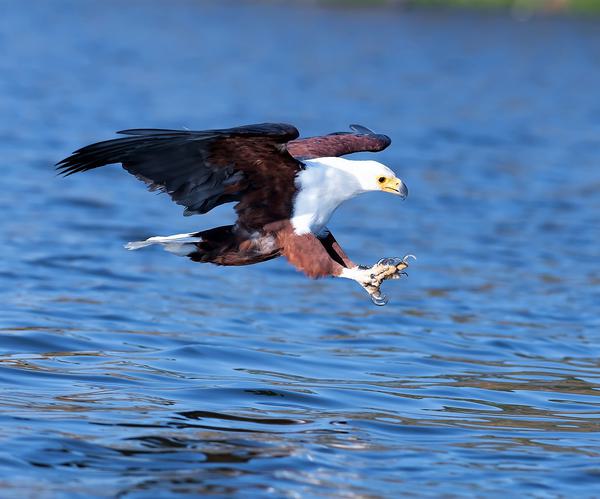 African Fish Eagle 8
