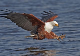 African Fish Eagle African Fish Eagle
