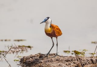 African Jacana Botswana African Jacana Botswana
