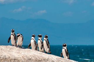 African Penguin South Africa