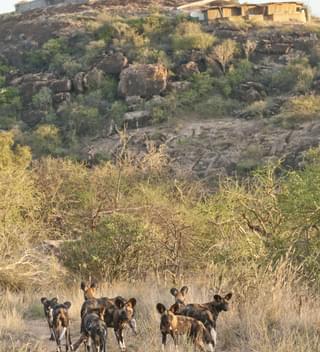 African Wild Dog In Front Of Saruni Samburu
