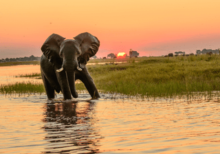 African elephant in the Chobe river at dusk Canva Pro African elephant in the Chobe river at dusk Canva Pro