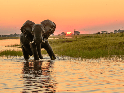 African elephant in the Chobe river at dusk Canva Pro African elephant in the Chobe river at dusk Canva Pro