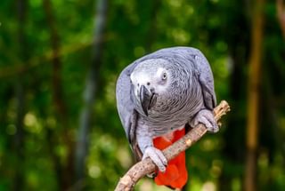 African grey parrot Canva Pro African grey parrot Canva Pro