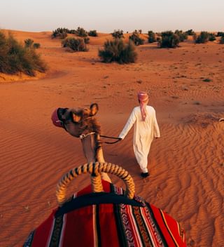 Al Maha Camel Trekking Al Maha Camel Trekking