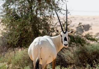 Al Maha Desert Resort Arabian Oryx