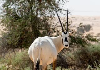Al Maha Desert Resort Arabian Oryx Al Maha Desert Resort Arabian Oryx