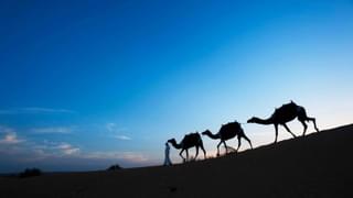 Al Maha Desert Resort Camel Trekking