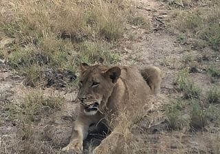 Ali lion on safari Ali lion on safari
