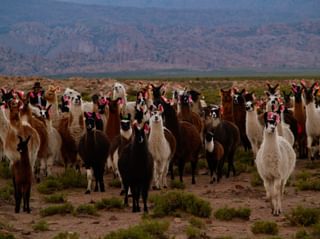 Alpacas Bolivia min Alpacas Bolivia min
