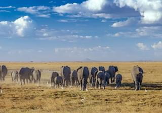 Amboseli Elephants And Birds