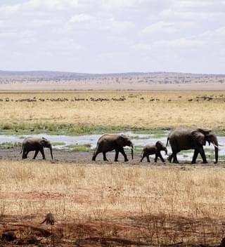 An Elephant Family Zimbabwe