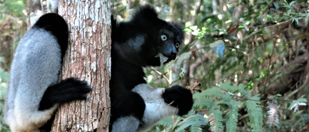 Analamazaotra  Indri  Indri 1  Toky  Andriamora