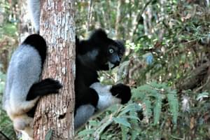 Analamazaotra  Indri  Indri 1  Toky  Andriamora