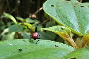 Andasibe Giraffe Necked Weevil Toky Andriamora Andasibe Giraffe Necked Weevil Toky Andriamora