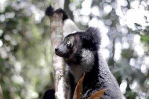 Andasibe Wildlife Andasibe Wildlife
