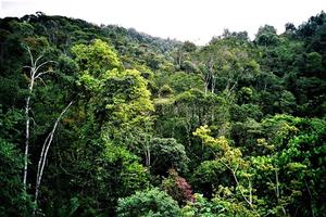 Andasibe Rainforest Andasibe Rainforest