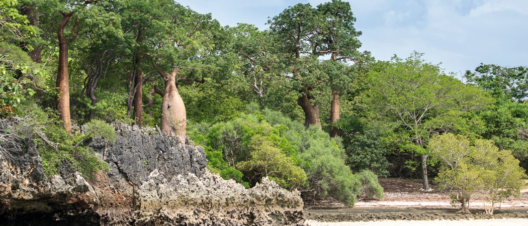 Anjajavy Le  Lodge Baobabs  Louise  Jasper