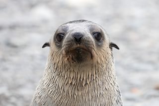 Antarctic Fur Seal Antarctic Fur Seal