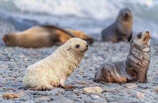 Antarctic fur seal pups