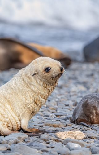 Antarctic fur seal pups