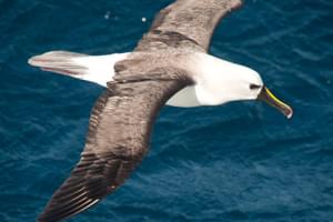 Antarctic yellow nosed albatross Falklands Antarctica Erwin Vermeulen Oceanwide Expeditions min