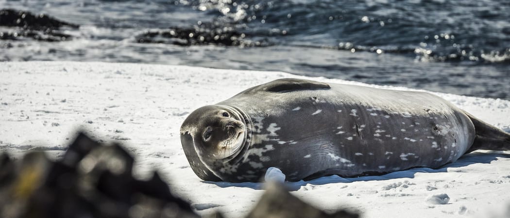 Antarctica Weddell Seal Dietmar Denger Oceanwide Expeditions jpg Dietmar Denger min