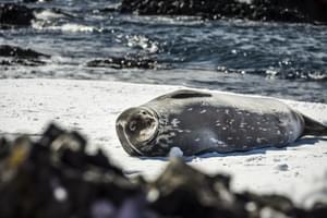 Antarctica Weddell Seal Dietmar Denger Oceanwide Expeditions jpg Dietmar Denger min