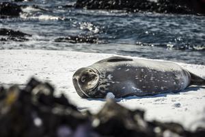 Antarctica Weddell Seal Dietmar Denger Oceanwide Expeditions jpg Dietmar Denger min Antarctica Weddell Seal Dietmar Denger Oceanwide Expeditions jpg Dietmar Denger min