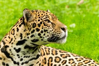 Araras Eco Lodge Jaguar pac 05 03