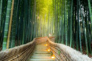 Arashiyama bamboo forest near Kyoto Japan