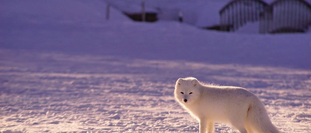 Arctic Fox in sunset hues Arctic Polar