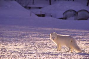 Arctic Fox in sunset hues Arctic Polar Arctic Fox in sunset hues Arctic Polar