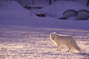 Arctic Fox in sunset hues Arctic Polar