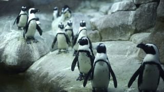 Arctic Pinguins canva pro Arctic Pinguins canva pro