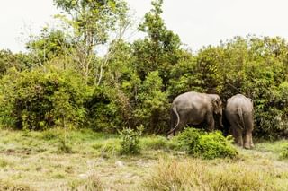 Asian Elephant Cambodia Asian Elephant Cambodia