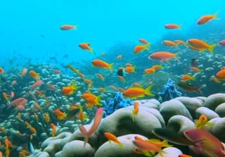 Azura Quilalea Private Island Colourful Fish And Coral