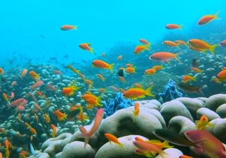 Azura Quilalea Private Island Colourful Fish And Coral Azura Quilalea Private Island Colourful Fish And Coral