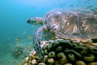 Azura Quilalea Private Island Turtle Swimming Over Reef