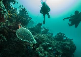 Azura Quilalea Diving With Turtles