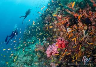 Azura Quilalea Reef Diving