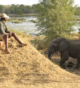 Azura Selous Elephant During Walking Safari