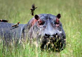 Azura Selous Hippo Azura Selous Hippo