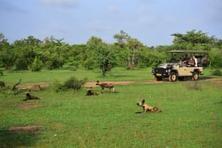 Azura Selous Wild Dogs On Game Drive