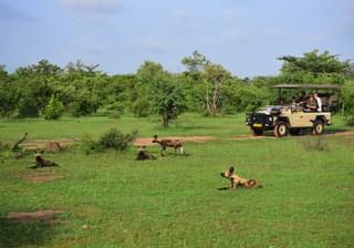 Azura Selous Wild Dogs On Game Drive