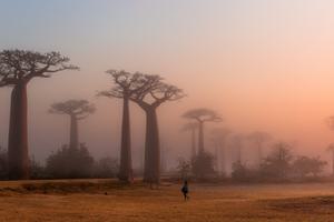 Baobab Alley